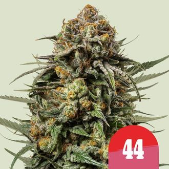 Gelato 44 (Royal Queen Seeds) Feminiserede