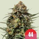 Gelato 44 (Royal Queen Seeds) Feminiserede