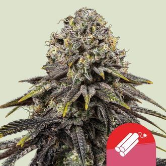 Dynamite Diesel (Royal Queen Seeds) Feminiserede