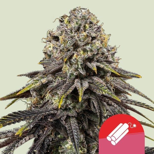 Dynamite Diesel (Royal Queen Seeds) Feminiserede