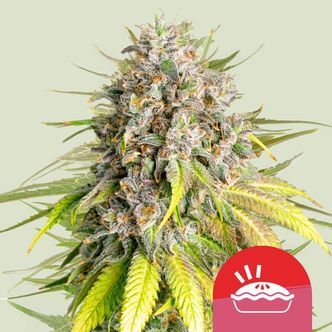Punch Pie (Royal Queen Seeds) Feminiserede