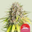 Punch Pie (Royal Queen Seeds) Feminiserede