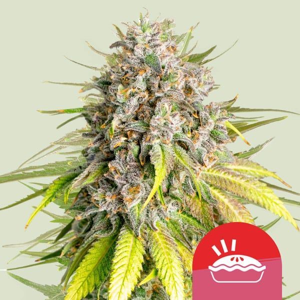 Punch Pie (Royal Queen Seeds) Feminiserede
