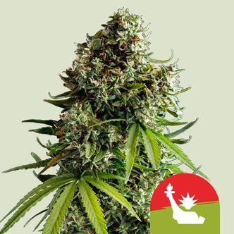 NYC Sour D Automatic (Royal Queen Seeds) Feminiserede