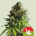 NYC Sour D Autoflower (Royal Queen Seeds) Feminiserede