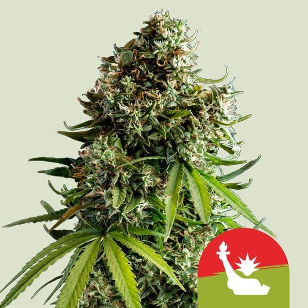 NYC Sour D Autoflower (Royal Queen Seeds) Feminiserede