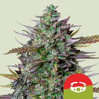 GOAT'lato Automatic (Royal Queen Seeds) Feminiserede cannabisfr&oslash;