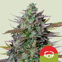 GOAT'lato Autoflower (Royal Queen Seeds) Feminiserede