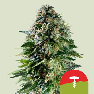 Corkscrew Autoflower (Royal Queen Seeds) Feminiserede