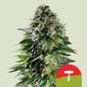 Corkscrew Autoflower (Royal Queen Seeds) Feminiserede