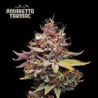Amaretto Tarmac (Seedstockers Superior) feminiserede cannabisfr&oslash;