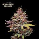 Amaretto Tarmac (Seedstockers) Feminiserede
