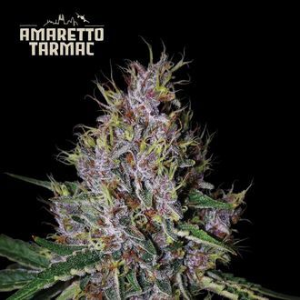 Amaretto Tarmac Auto (Seedstockers) Feminiserede