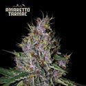 Amaretto Tarmac Auto (Seedstockers) Feminiserede