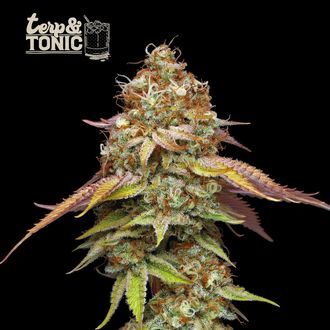 Terp & Tonic (Seedstockers) Feminiserede