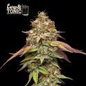 Terp & Tonic (Seedstockers) Feminiserede