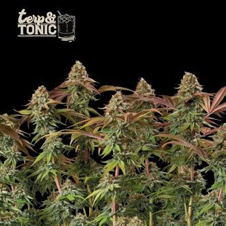 Terp & Tonic Auto (Seedstockers) Feminiserede