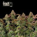 Terp & Tonic Auto (Seedstockers) Feminiserede