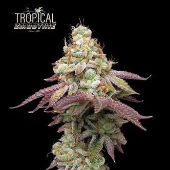 Tropical Zmoothie (Seedstockers Superior) feminiserede cannabisfr&oslash;
