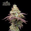 Tropical Zmoothie (Seedstockers) Feminiserede