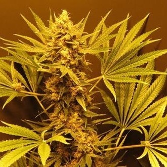 G13 Haze (Mr. Nice) regulær