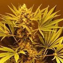 G13 Haze (Mr. Nice) regulær