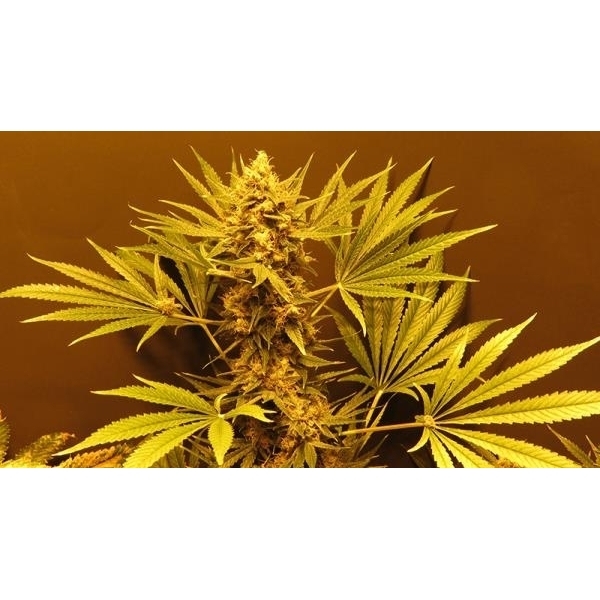 G13 Haze (Mr. Nice) regulær