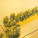 G13 Haze (Mr. Nice) regulær