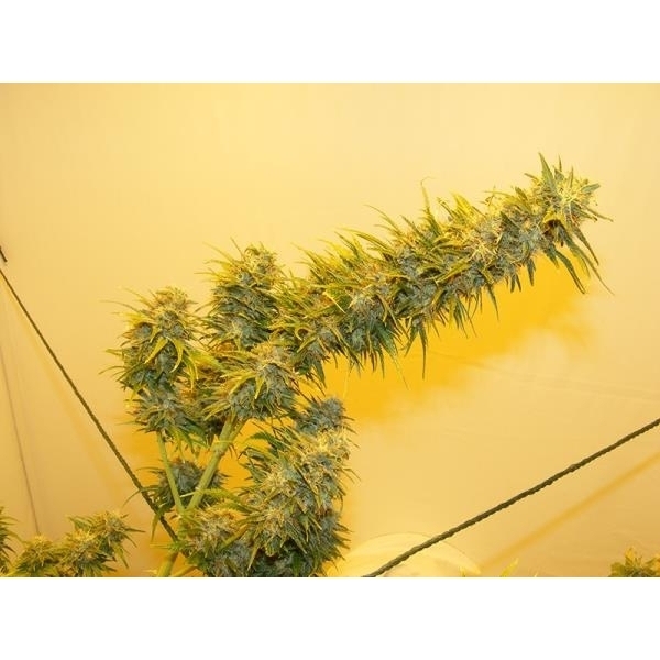 G13 Haze (Mr. Nice) regulær