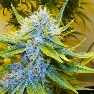 G13 Haze (Mr. Nice) regul&aelig;r