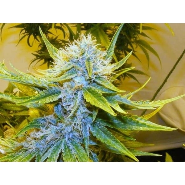 G13 Haze (Mr. Nice) regulær