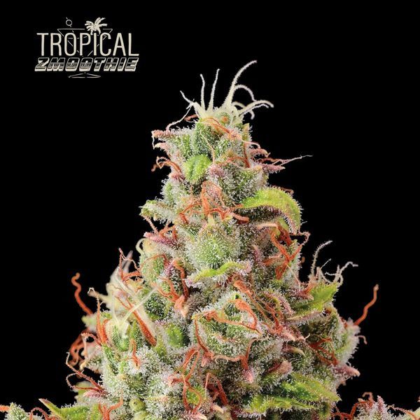 Tropical Zmoothie Auto (Seedstockers) Feminiserede