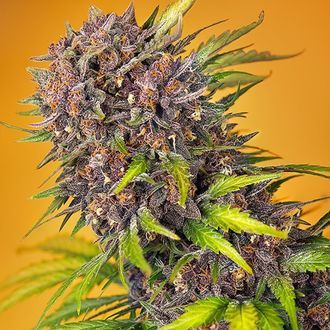 Diablo Rojo XL Auto (Sweet Seeds) Feminiserede
