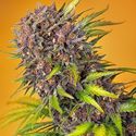 Diablo Rojo XL Auto (Sweet Seeds) Feminiserede