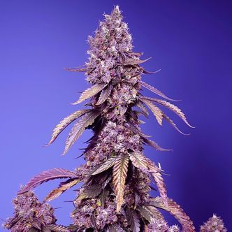 Black Muffin F1 Fast Version (Sweet Seeds) feminiserede