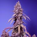 Black Muffin F1 Fast Version (Sweet Seeds) Feminiserede