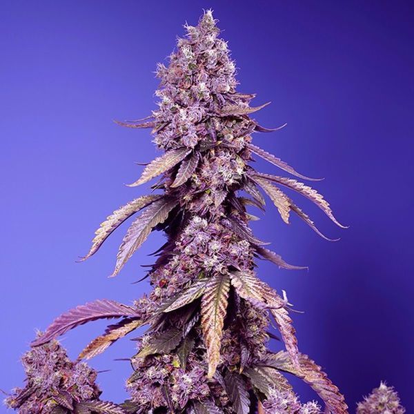 Black Muffin F1 Fast Version (Sweet Seeds) Feminiserede