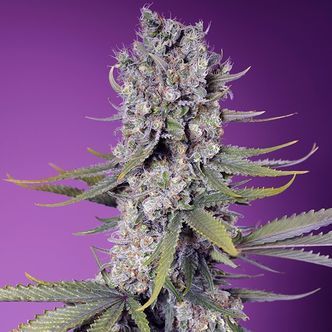 Papaya Zoap F1 Fast Version (Sweet Seeds) feminiserede cannabisfr&oslash;