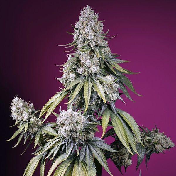 Jealousy Z XL Auto (Sweet Seeds) Feminiserede