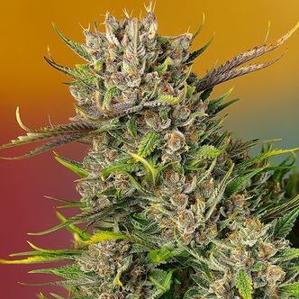 Papaya Zoap Auto (Sweet Seeds) feminiserede cannabisfr&oslash;