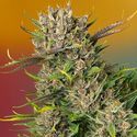 Papaya Zoap Auto (Sweet Seeds) Feminiserede