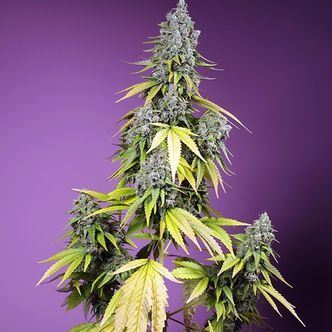 Jet Fuel Mandarine XL Auto (Sweet Seeds) feminiserede