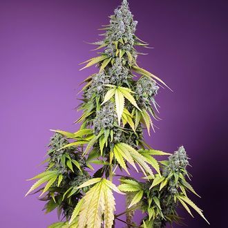 Jet Fuel Mandarine XL Auto (Sweet Seeds) Feminiserede