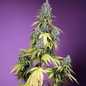 Jet Fuel Mandarine XL Auto (Sweet Seeds) Feminiserede