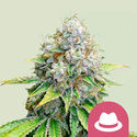 OG Kush (Royal Queen Seeds) Feminiserede