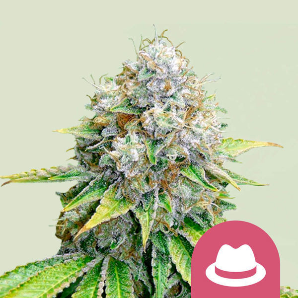 OG Kush (Royal Queen Seeds) Feminiserede