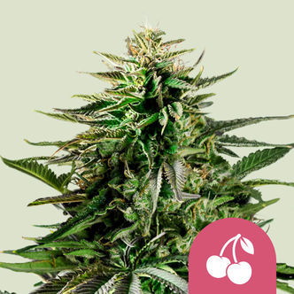 Cherry Pie (Royal Queen Seeds) feminiserede cannabisfr&oslash;