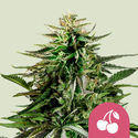 Cherry Pie (Royal Queen Seeds) Feminiserede