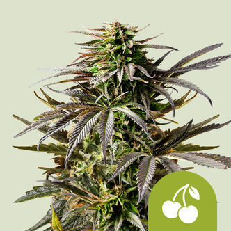 Cherry Pie Automatic (Royal Queen Seeds) Feminiserede cannabisfr&oslash;