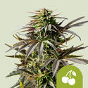 Cherry Pie Autoflower (Royal Queen Seeds) Feminiserede
